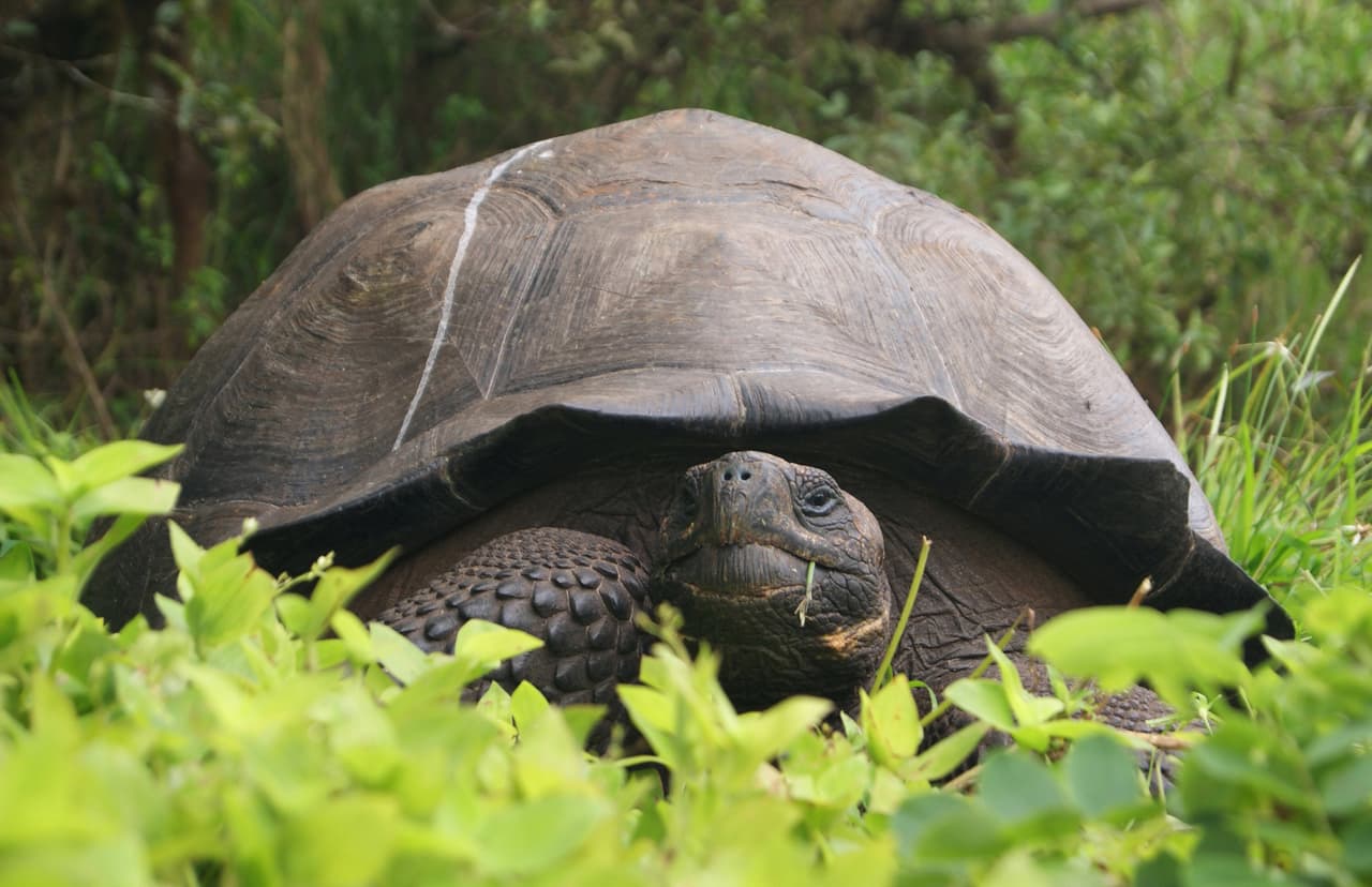 Esta foto del 30 de agosto de 2015, distribuida por el Parque Nacional Galápagos muestra la nueva especie de tortuga descubierta en la Isla Santa Cruz, del archipiélagos de Galápagos, Ecuador. Estudios genéticos permitieron identificar esta nueva especie de tortuga gigante, informó el miércoles 21 de octubre de 2015 el Parque Nacional Galápagos. (AP Photo/Galapagos National Park)