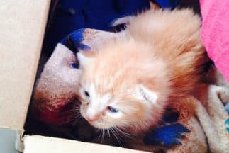 Está disponible para adopción.