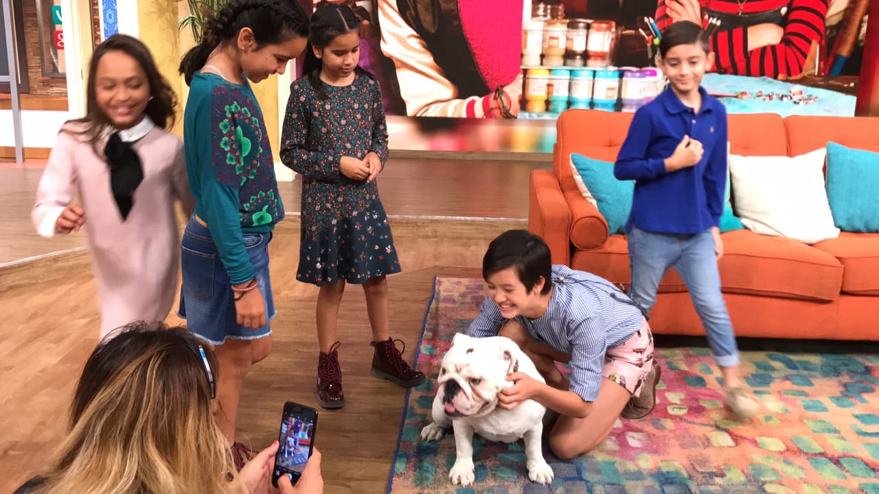 Este simpático bulldog es capaz de robarse el corazón de todos los que lo conocen.