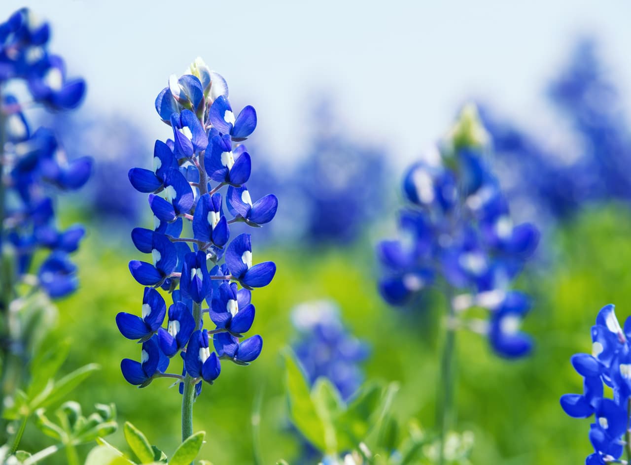 <b>El Parque Estatal Cedar Hill</b> ofrece senderos de bluebonnets en los que puedes acampar e incluso hacer una reservación para las vacaciones de primavera. En la 
<a href="https://www.facebook.com/159784030698475/photos/pb.100064293535309.-2207520000../4926847620658735/?type=3" target="_blank">página de Facebook</a> oficial del parque puede encontrar las actualizaciones.