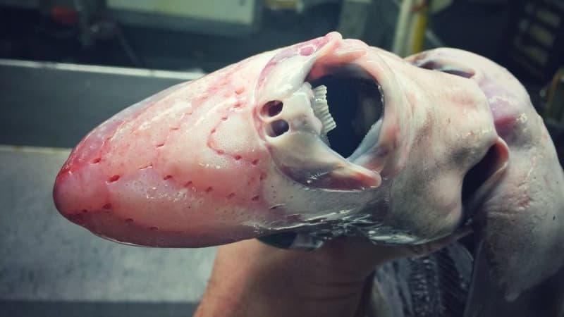 Las criaturas de este pescador del mar profundo serán la nueva causa de tus pesadillas