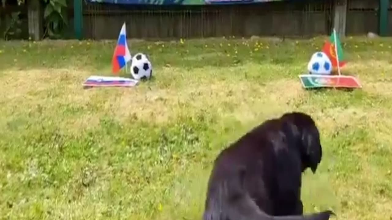 ¡Siiiuuu! Perro predice victoria de Portugal sobre Eslovenia en la Euro 2024