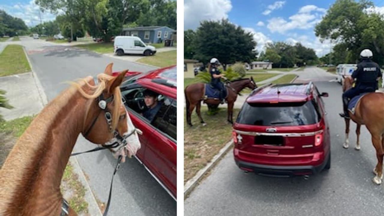 Policías a caballo detienen a un joven conductor en parada de tráfico
