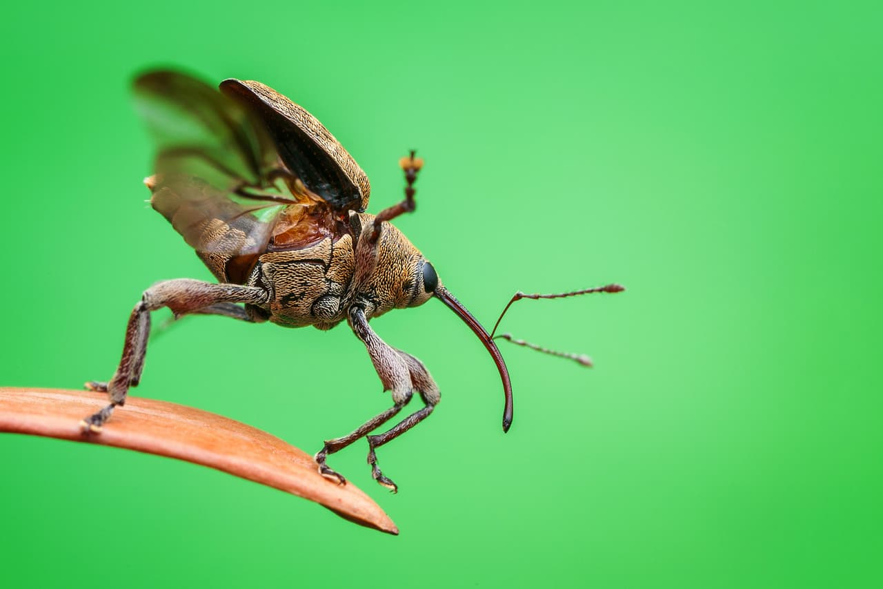 <b>‘Despegue’</b>. Ganadora en la categoría 'escarabajos'. Un gorgojo de bellota (curculio glandium) al momento de alzar el vuelo.