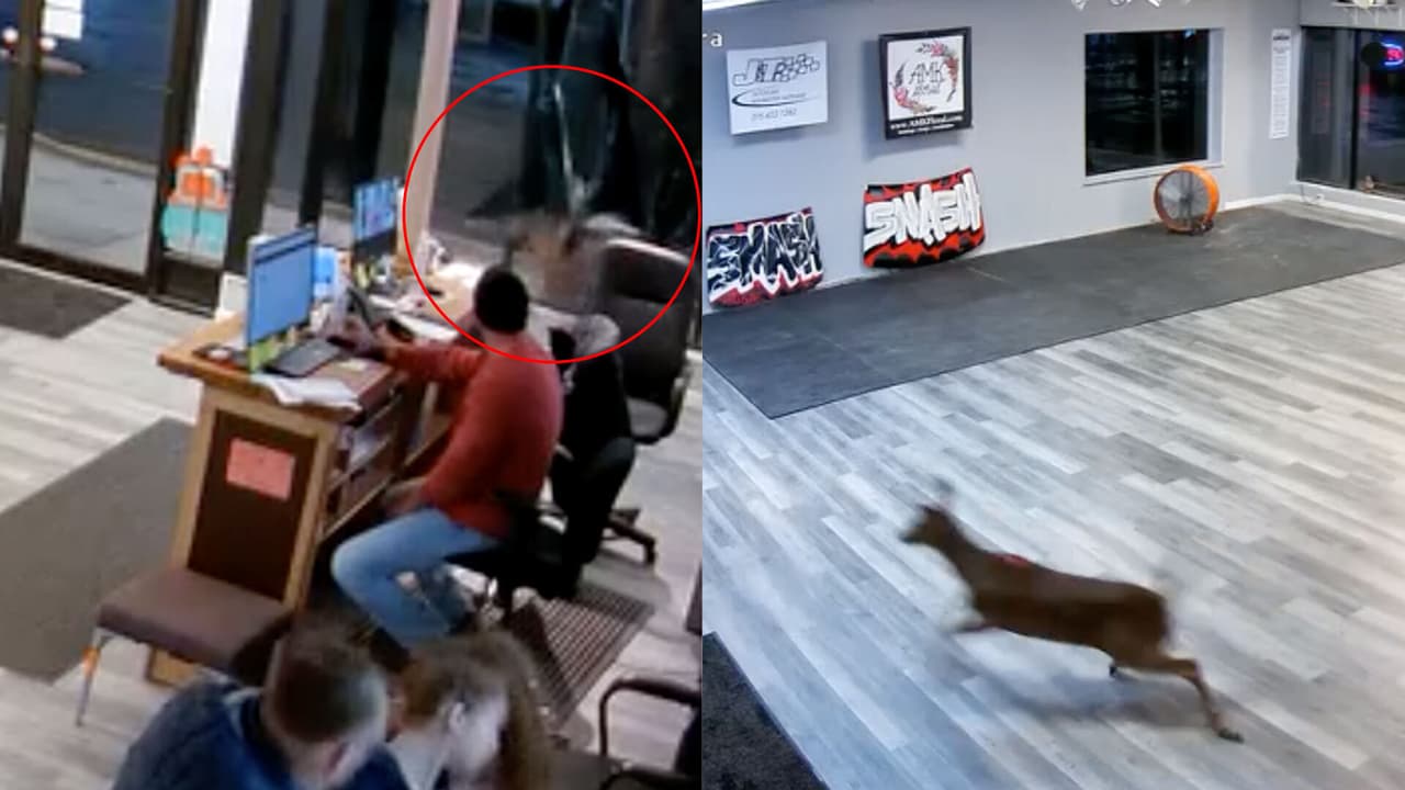 Un ciervo se estrella contra ventana de sala de juegos y provoca un caos