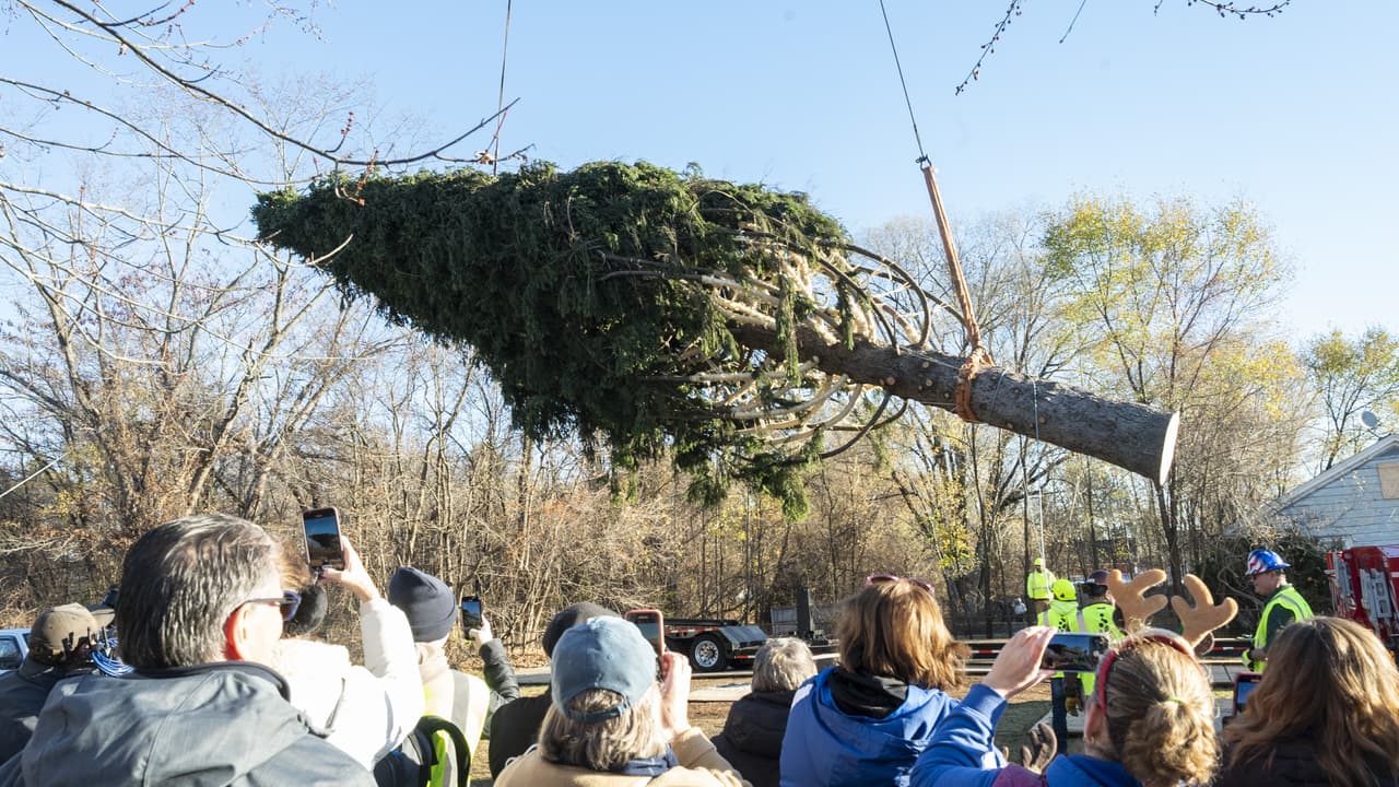 Navidad 2022: Cortan árbol que iluminará el Rockefeller Center en Nueva York