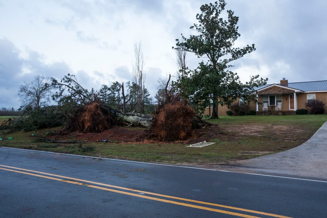 Un árbol arrancado de raíz en Clanton. Al menos 24 informes preliminares de tornados en cinco estados fueron rastreados el miércoles, según el Centro de Predicción de Tormentas del Servicio Meteorológico Nacional.