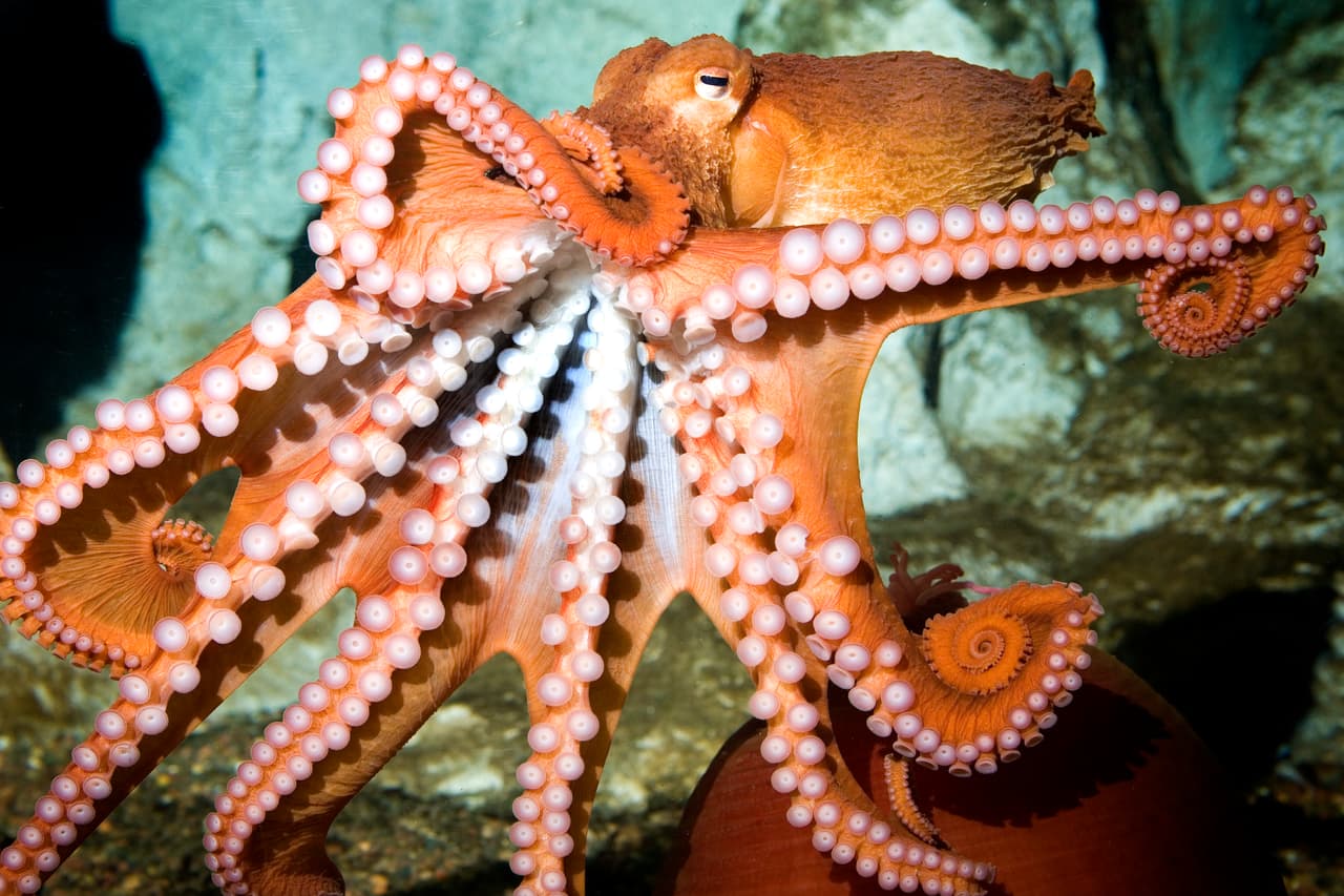 Rizzo se mantiene con una temperatura de 49 grados fahrenheit.