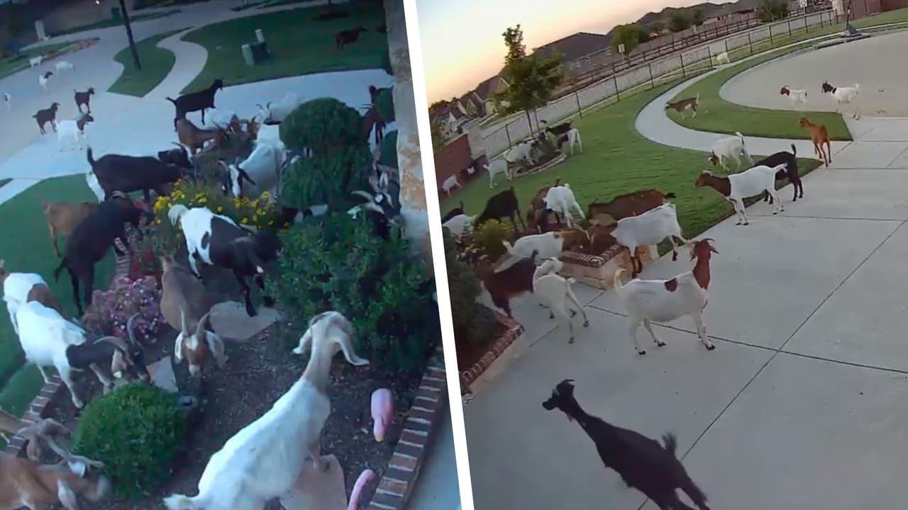 Decenas de cabras invaden un vecindario en Texas y se comen todo, pero ¿de dónde salieron?