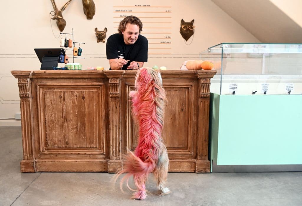 Para muchos el precio no es tan alto si se compara con otros restaurantes exclusivos de San Francisco. Sin embargo, Dogue es un restaurante para perros con productos y alimentos 100% orgánicos adquiridos de productores locales.