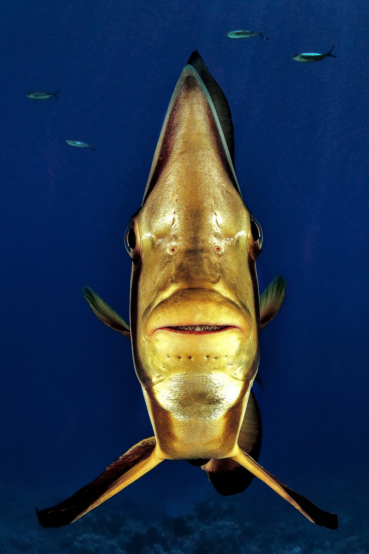 Cara a cara - Ganador, categoría retrato. El instante afortunado en el que un pez se deja retratar exactamente de frente en un arrecife del parque nacional egipcio Rash Mohamed.