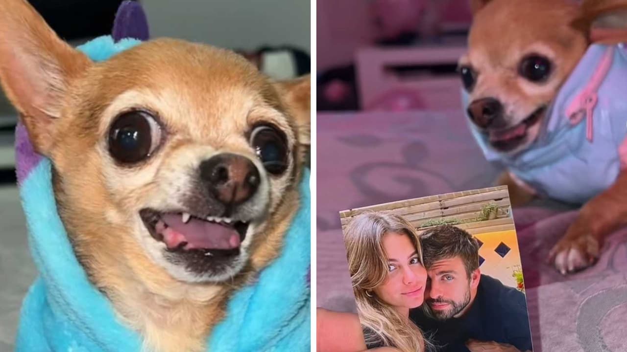 Perrito muerde fotos de famosos que "le caen mal": Clara Chía y Piqué sufrieron su furia