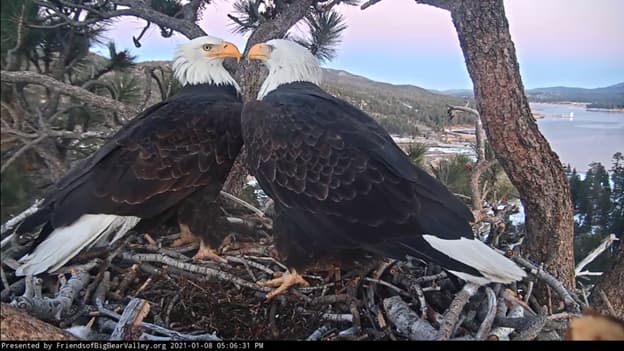 La pareja de águilas calvas más famosa del sur de
<a href="https://www.univision.com/temas/california">California,</a> Jackie y Shadow, inició el año con una nueva noticia que ha cautivado a los miles de seguidores que siguen a diario la
<a>transmisión en vivo</a> de sus aventuras.