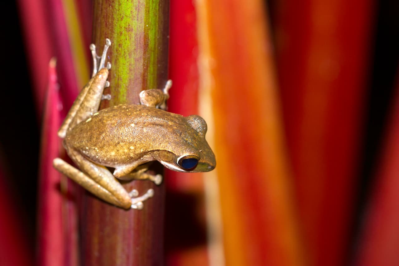Su piel áspera y sus sonidos guturales fuertes –en el caso de las ranas toro que no son sapos, pero las incluían dentro de ese grupo- se asociaban con las fuerzas de los demonios y cuando se escuchaban o se veían a la entrada de las casas les echaban sal para espantarlos y así alejar la mala suerte de la casa.