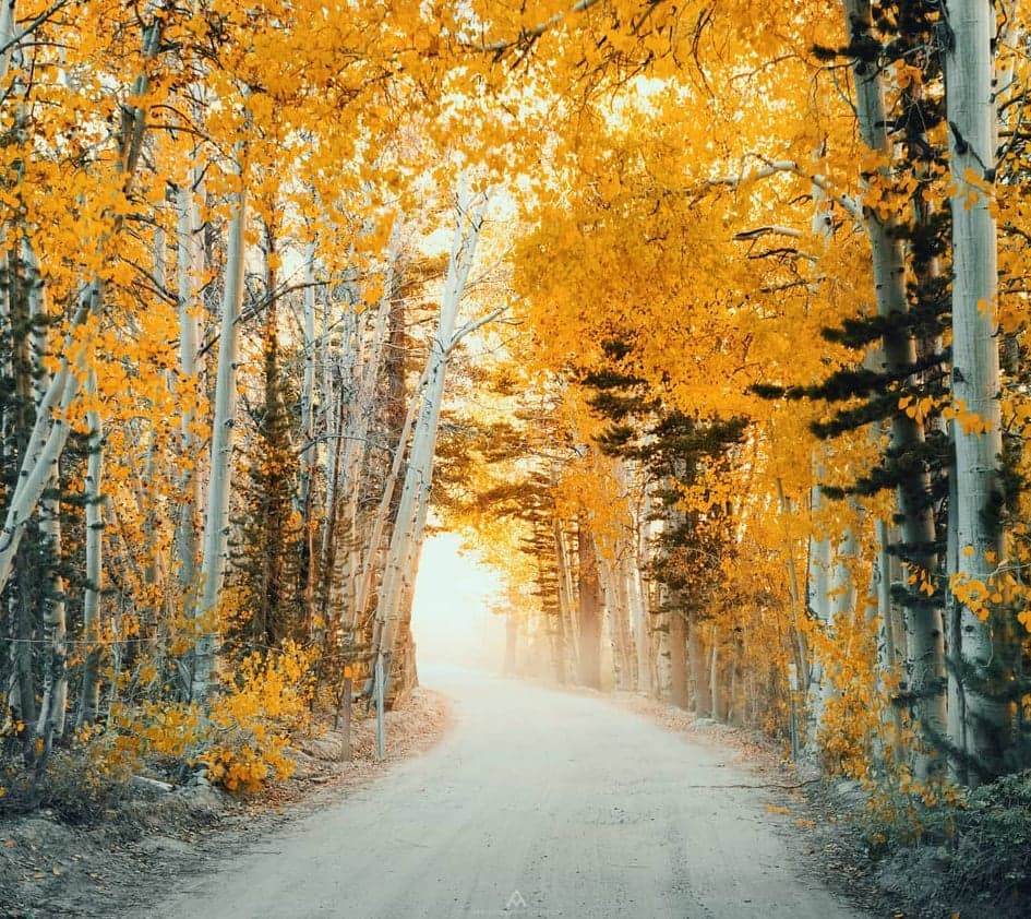 <b>Una muestra del este de la Sierra Nevada en el norte de California. </b>Los árboles cambian de color por razones climáticas, puesto que la disminución de la temperatura y de la luz del sol, hace que las hojas pierdan el color de la clorofila verde que alcanzan durante el verano.