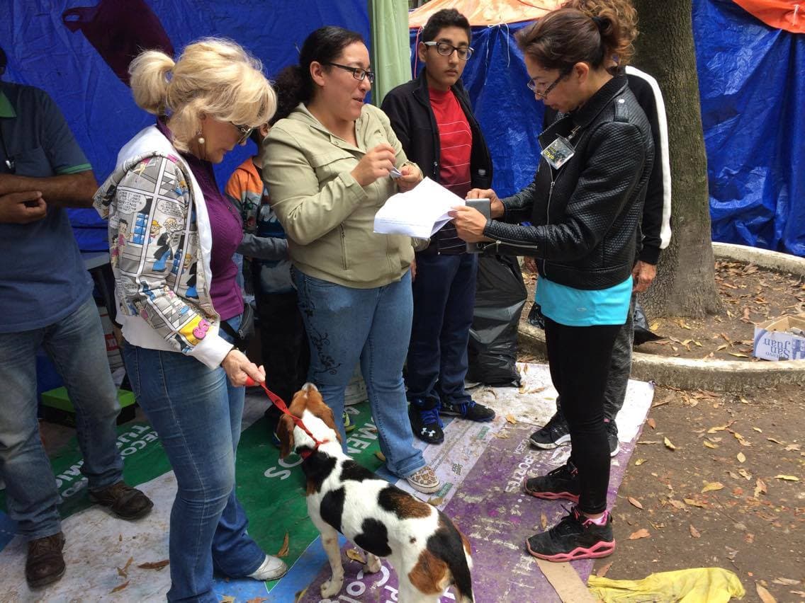 A las mascotas se les busca un hogar temporal, si el dueño aparece el animal es devuelto, de lo contrario el dueño sustituto decide si quedárselo o regresarlo al albergue.