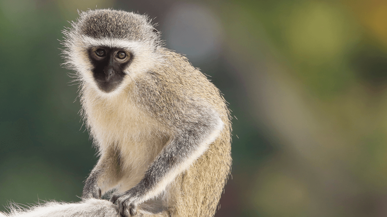 Un mono muerde a un niño de 11 años en San Antonio y dan citatorio a dueño