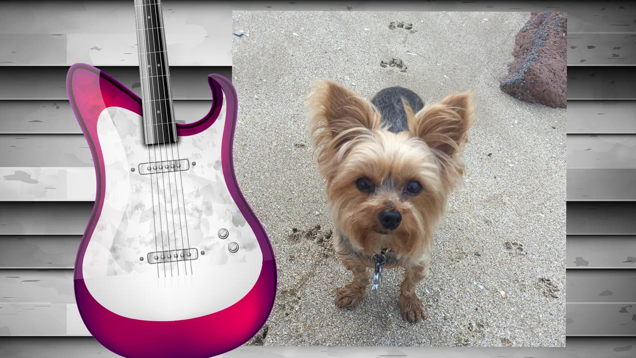 El perrito de Diana Reyes es toda una monería. Este yorkshire terrier tiene su propia cuenta de Instagram (@soyjalapeno) y acompaña a la cantante a todas partes. Aunque aún no cuenta con muchos seguidores, sólo unos 200, creemos que pronto tendrá star status. Isn't he the cutest?