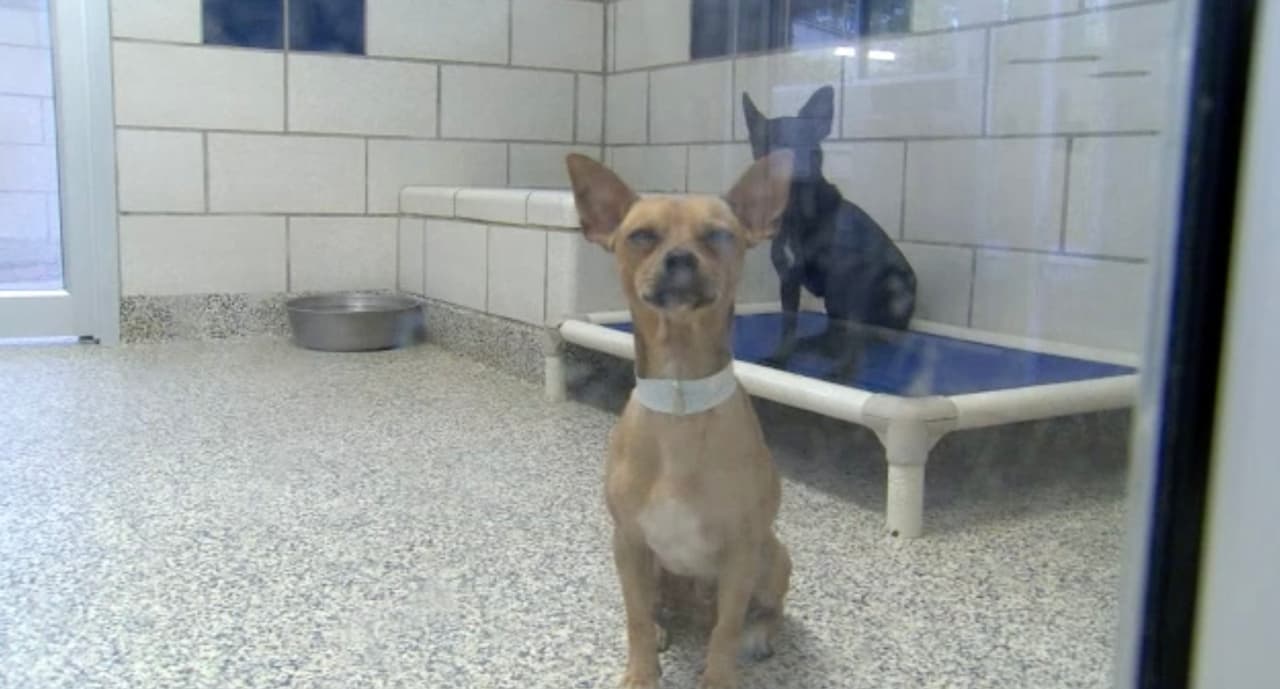 BARC ha aislado a los perros que han estado expuestos y está esperando los resultados de las pruebas para determinar si es necesario tomar precauciones adicionales.