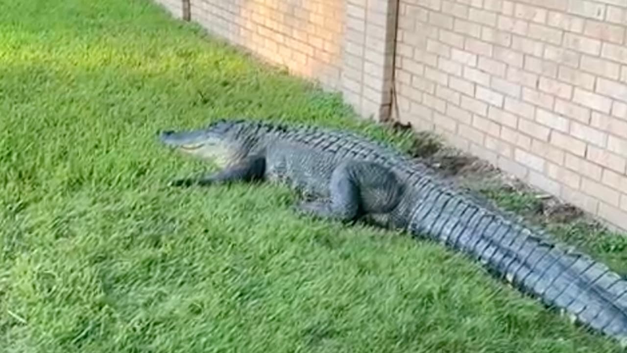 El caimán mide entre 11 y 12 pies (unos 3.4 a 3.6 metros).