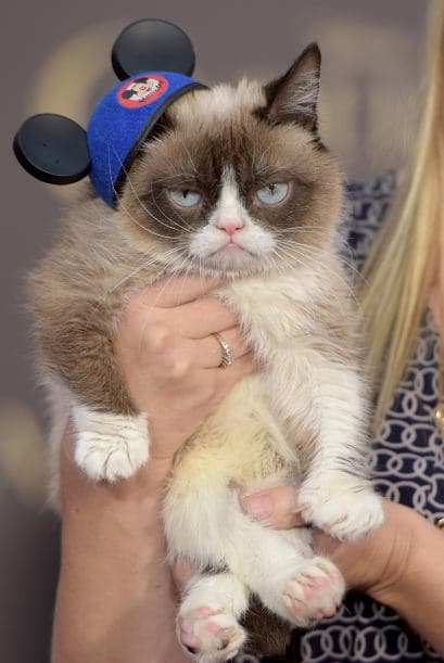 Una celebridad arizonense captó la atención de las cámaras durante la alfombra roja del estreno de la película de Disney "Cinderella". Sin embargo, no se trata de un actor, músico o atleta, sino del famoso Grumpy Cat, quien cautivó a más de uno con su carita de enojado. Hasta los cineastas de "Frozen" se tomaron una foto con el felino. Aunque parece molesto, al parecer al gatico le gustan las cámaras porque estuvo muy tranquilo mientras explotaban las luces de los fotógrafos.