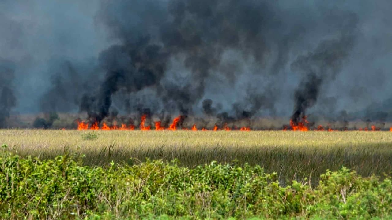 Se registra incendio forestal en el condado de Broward