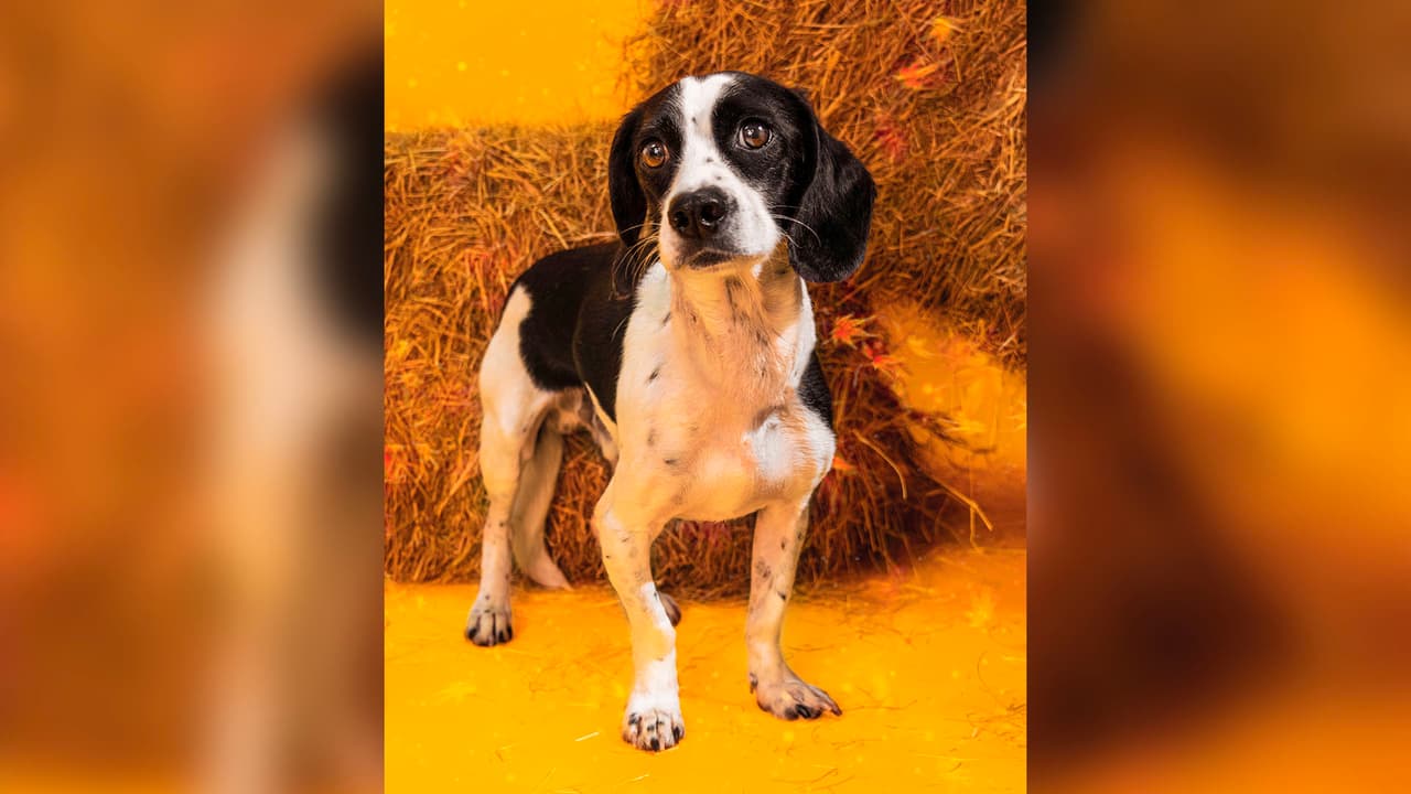 Durante más de 60 años, 
<a href="https://www.univision.com/local/houston-kxln/comida-gratis-para-mascotas-en-houston-fotos">Houston Humane Society</a> ha trabajado para poner fin a la crueldad, el abuso y la sobrepoblación de animales.