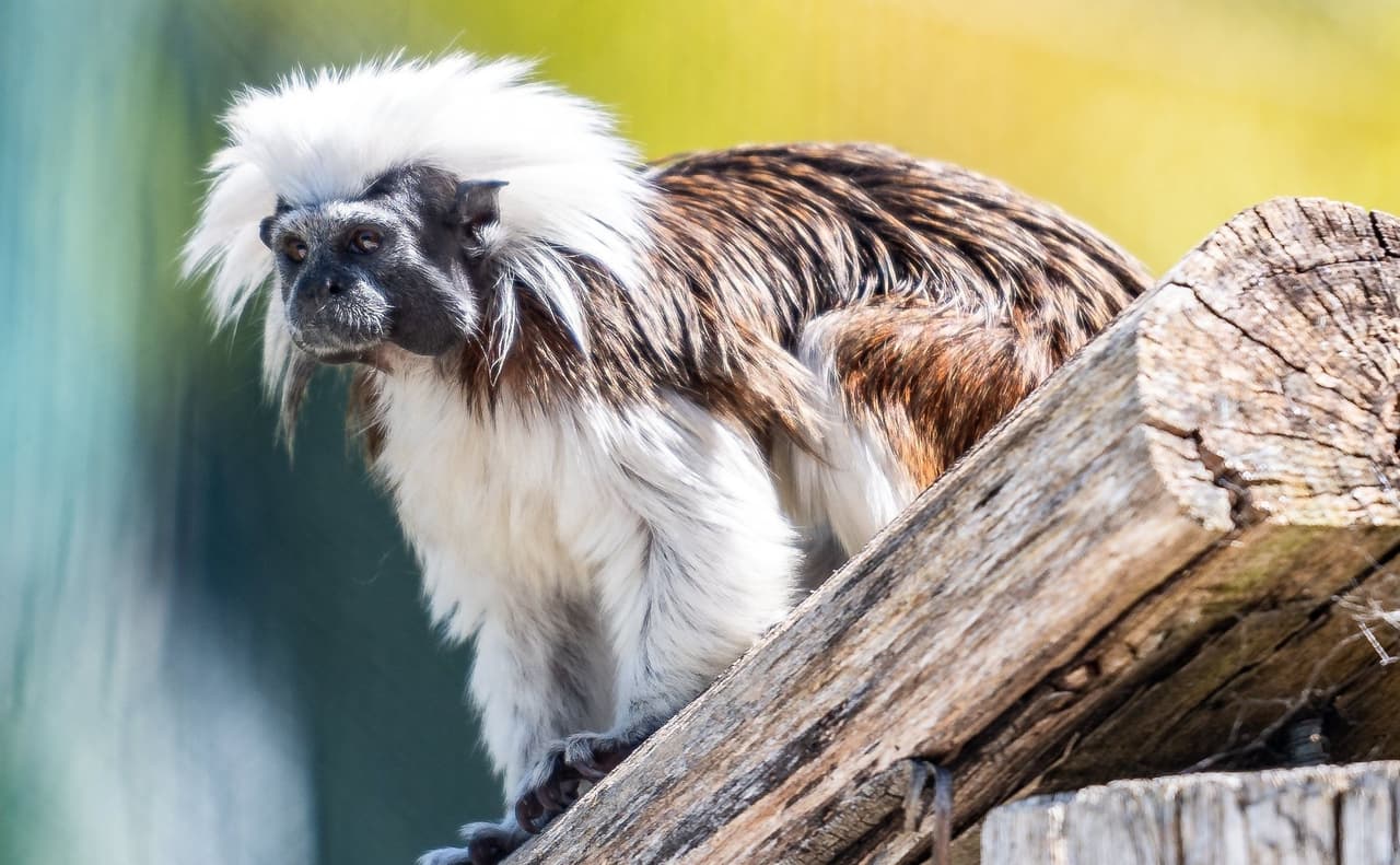 Alberto y Electra serán los nuevos embajadores del zoológico para concientizar a los visitantes sobre los riesgos que los monos tití cabeza de algodón enfrentan en la vida silvestre. El objetivo es además que la pareja ayude a la conservación de la especie.