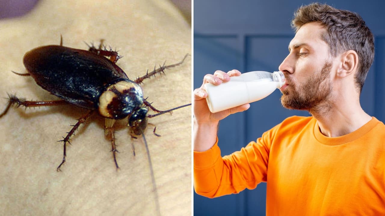 La leche de cucaracha se convertirá en el superalimento del futuro: ¿se te antoja?