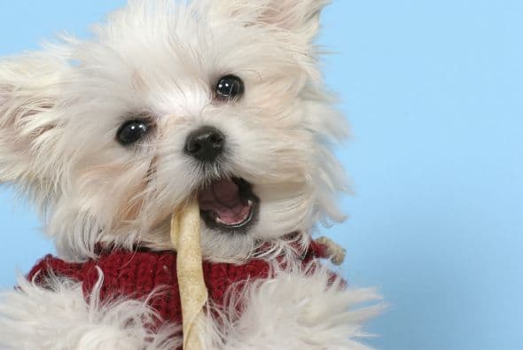 Maltés. Esta elegante raza existe hace siglos y se trata de perros que vivirían de 12 a 14 años.