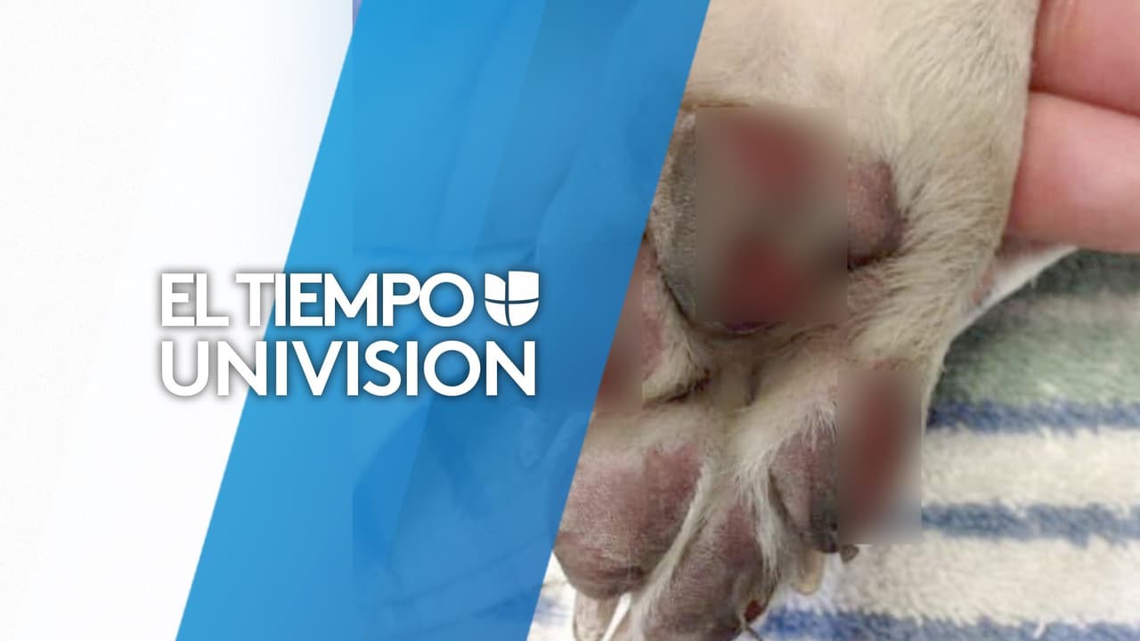 Protege sus patas: Esto es lo que le puede pasar a tu perro si lo expones a la ola de calor