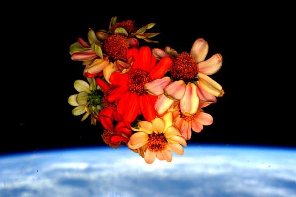 Un recuerdo de flores cultivadas en el espacio