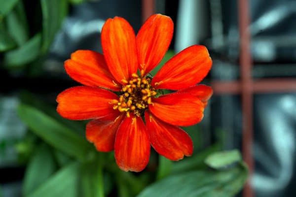 Recuerdo de las flores cultivadas por Scott Kelly en el espacio