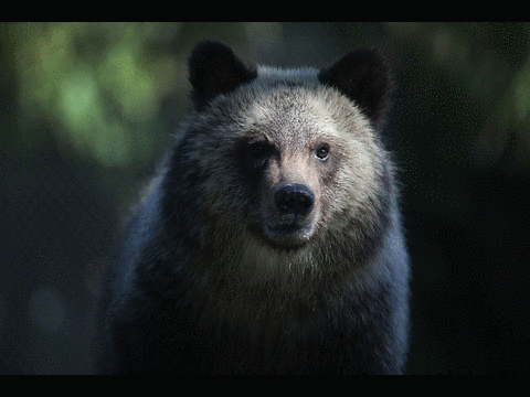 El Senado aprobó eliminar las restricciones para la caza de osos y lobos en refugios silvestres de Alaska