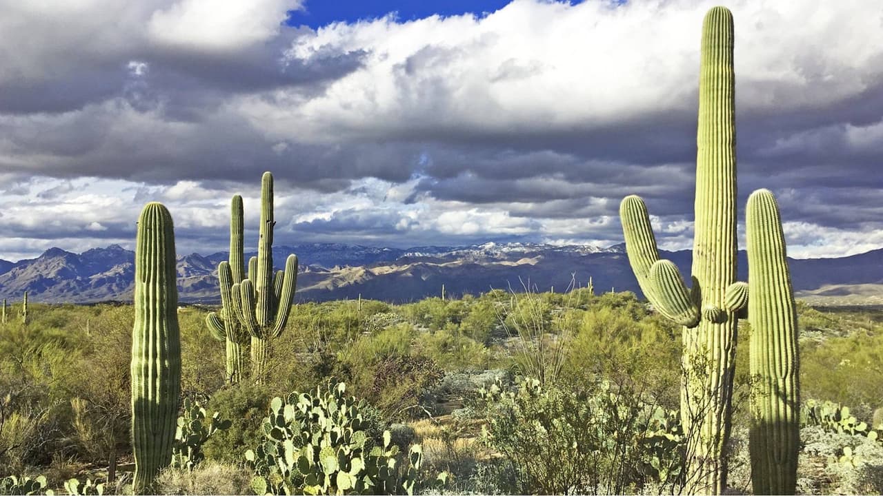 <b>Parque Nacional Saguaro</b>
<br>El saguaro gigante se convirtió en el símbolo universal del oeste americano y 
<b>Tucson, Arizona es el hogar de estos enormes cactus </b>que llegan a medir más de 15 metros y vivir más de 150 años, por lo que se está protegidos por el Parque Nacional Saguaro.