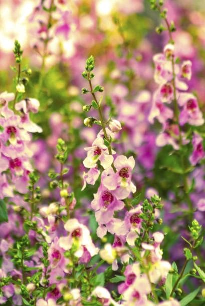 5) Angelonias. Si vas a plantar esta pequeña y colorida planta, asegúrate de protegerla de posibles bajas temperaturas que en algunas zonas pueden ocurrir hasta entrada la primavera, nos recomendó Forehand.