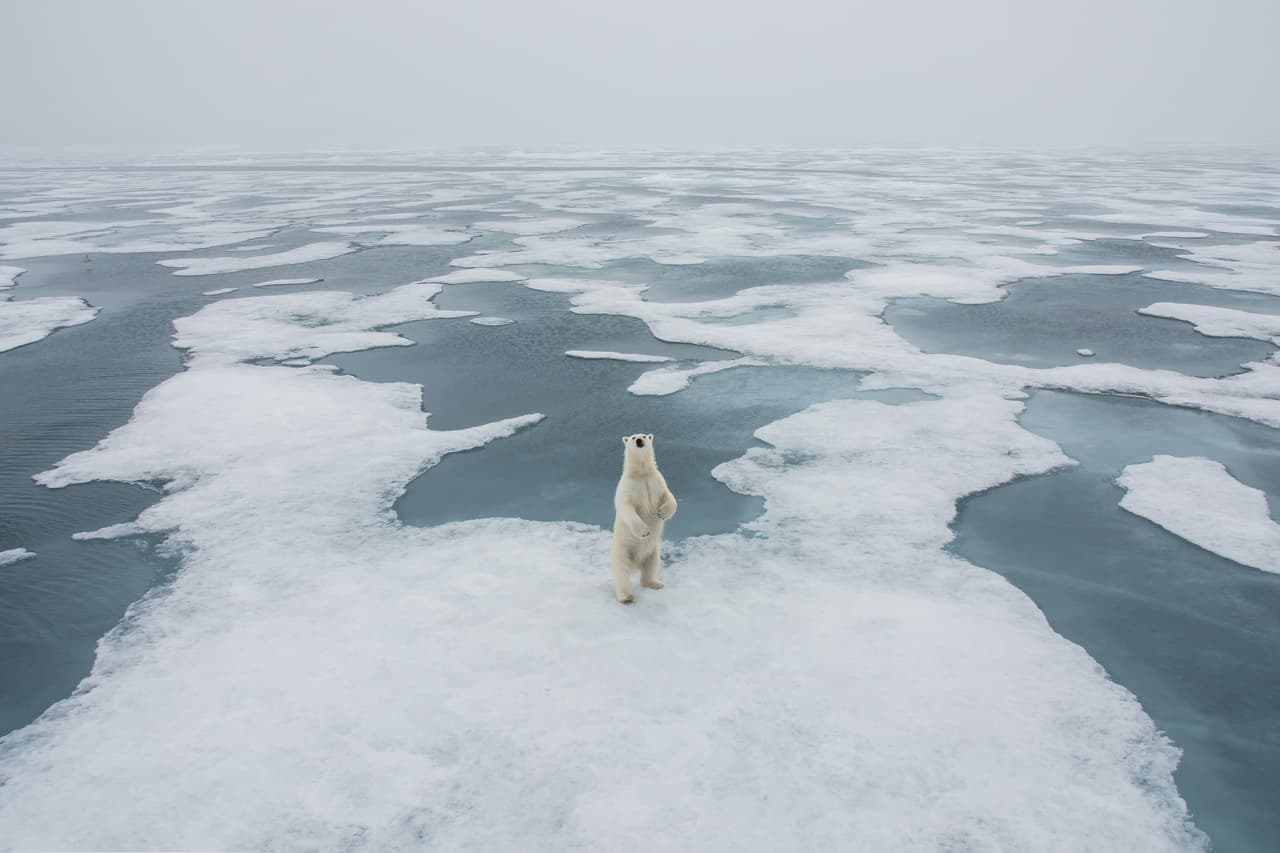 <b>‘Oso marino’</b>. La imagen de un oso en el hielo flotante del Polo Norte resultó ganadora en la categoría ‘polar’ del Premio de Fotografía Frank Hurley. Este galardón se creó para honrar el espíritu aventurero del fotógrafo australiano Frank Hurley, quien documentó la Antártica en numerosos viajes.