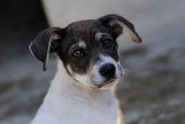 Los perros son seres extraordinarios, te dan amor sincero y único, todos ellos merecen un hogar para vivir con cuidados y cariños.