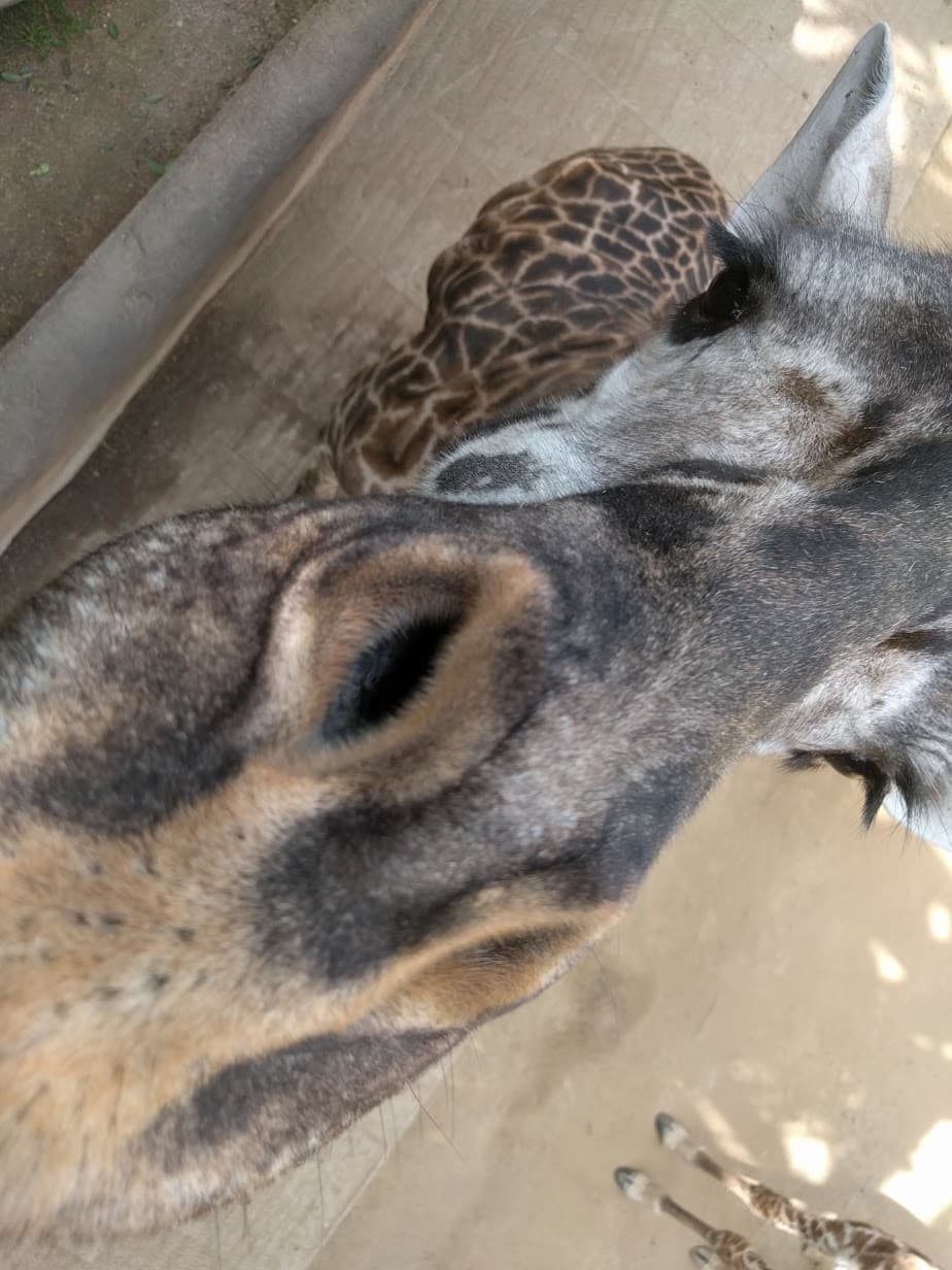 Google puso cámaras con sensor de movimiento para retratar a los animales.