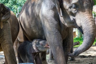 El 12 de mayo, la elefante asiática de 29 años, Shanti, dio a luz a un ternero macho de 326 libras después de un parto corto. El bebé recibió el nombre de Nelson.