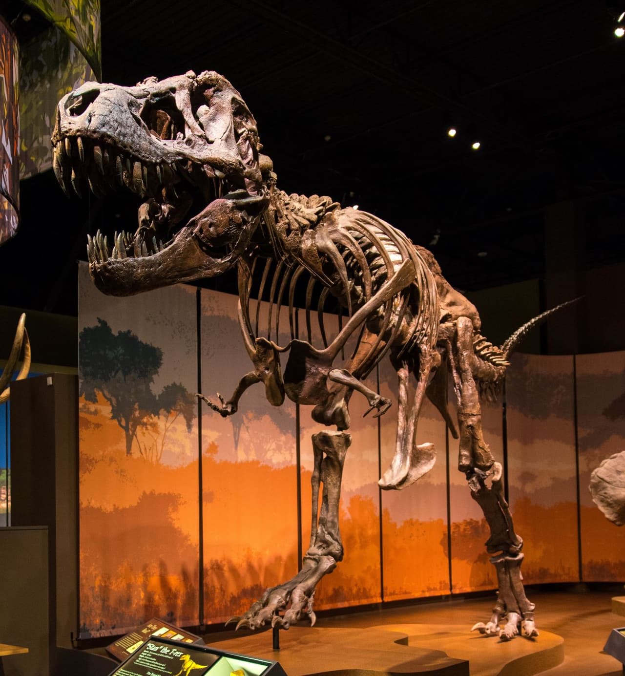 <b><a href="https://tellusmuseum.org/ " target="_blank">Tellus Science Museum</a></b>. Tellus es un museo de ciencia de 120,000 pies cuadrados ubicado en Cartersville, justo al norte de Atlanta. Tellus Science Museum es un museo afiliado al Instituto Smithsonian, que alberga cuatro galerías principales: Weinman Mineral Gallery, Fossil Gallery, Science in Motion Gallery y My Big Back Yard. Además, el museo incluye una experiencia práctica de excavación de fósiles y búsqueda de gemas, un planetario y un observatorio.