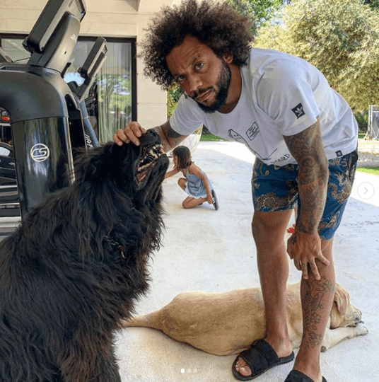 Marcelo tiene tres perros.