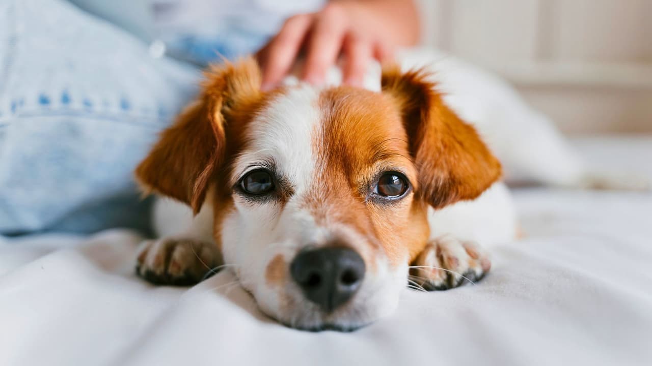 Texas no solo es grande en tamaño, también 
<b>en desafíos para quienes tienen una mascota.</b> Desde leyes estatales hasta estados del tiempo extremos, vivir con un perro o un gato en este estado requiere más que cariño: 
<b>exige responsabilidad, prevención y conocimiento.</b> Esta guía reúne 
<b>cinco puntos esenciales que todo dueño de mascota debe saber</b> para cuidar adecuadamente a sus animales en cualquier rincón del estado.
