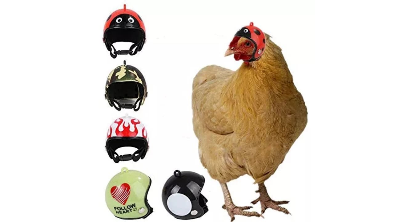 Casquitos para gallinas.