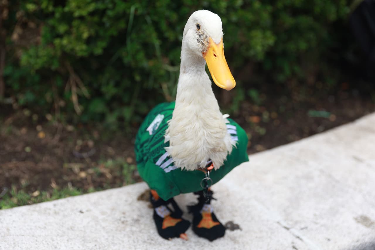 El Pato Merlín ha causado sensación.