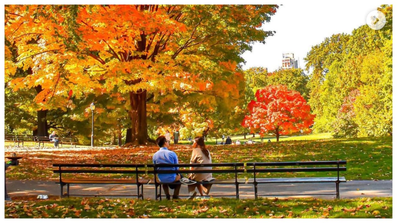 Es noviembre, y ya quedan pocas semanas para disfrutar de la explosión de colores de otoño: ese abanico de tonalidades rojo, amarillo y naranja que se hermanan en miles de hojas de árboles cayendo para deleite de las pupilas.
