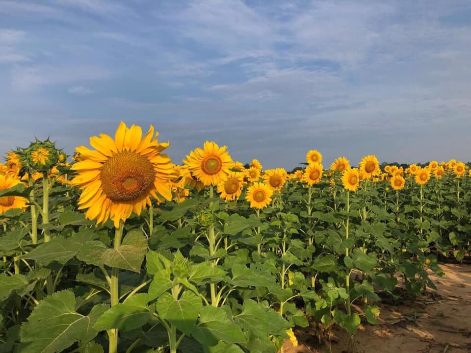 <b><a href="https://shadybrookfarm.com/" target="_blank">Shady Brook Farm: </a></b>comienza su temporada de recolección de girasoles 2021 el 7 de agosto con su Festival anual de girasoles, que continúa los días 8, 14 y 15 de agosto. Después de recoger sus girasoles y tomar la foto perfecta para sus redes sociales, no olvide detenerse en Stone's Throw, un acogedor pub en el lugar, donde puede tomar una ensalada, una cerveza local o un vino local. También cuenta con música en vivo todos los viernes, sábados y domingos. 📍931 Stony Hill Rd, Yardley, PA 19067