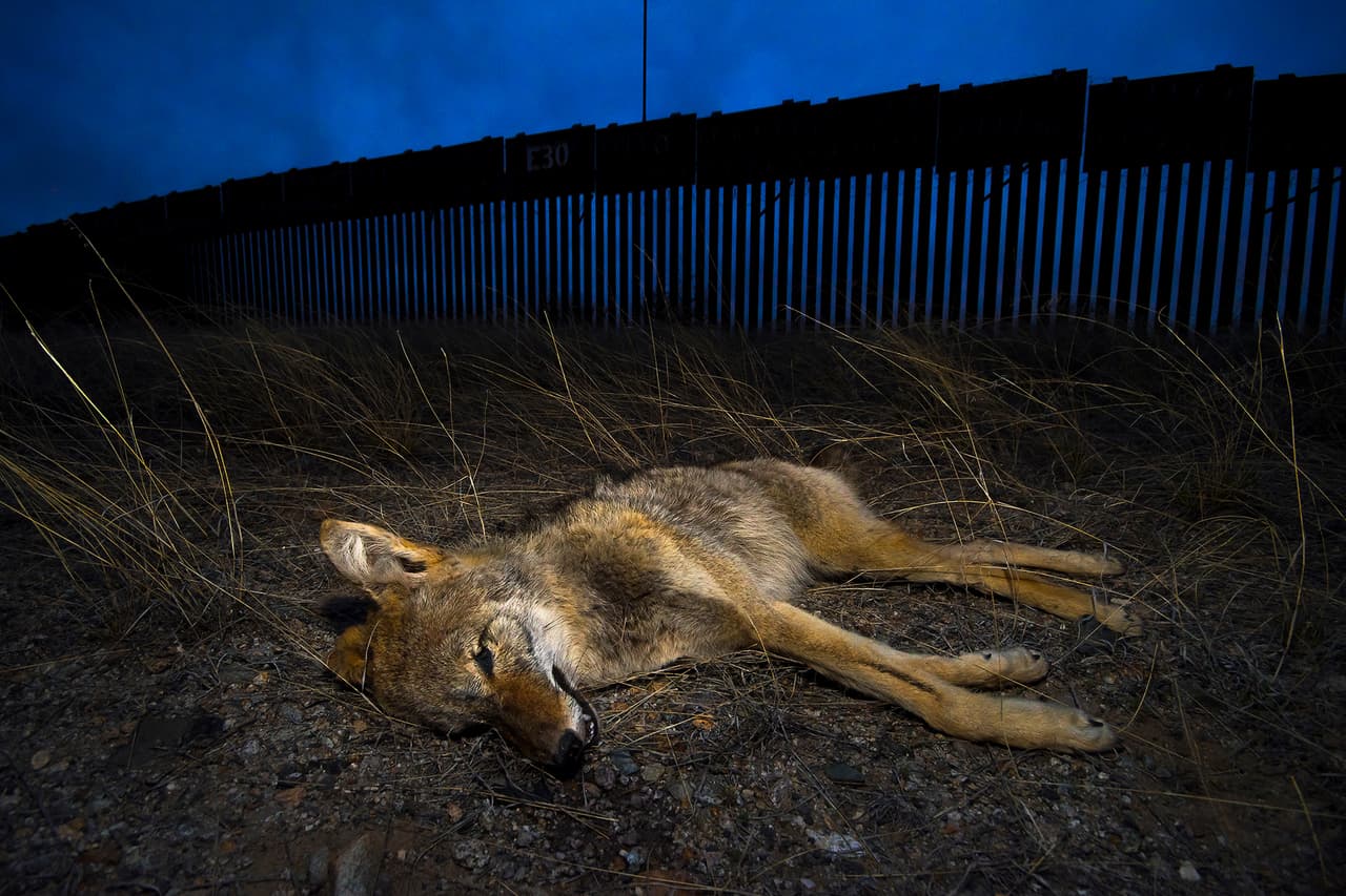 Un coyote muerto frente a la valla fronteriza, cuyos segmentos suman más de 605 millas. “Creo que es una zona súper importante y muy biodiversa. Un lugar extenso donde podemos encontrar más de 1,500 especies y más de 60 se encuentran en peligro crítico”, agregó el autor de estas fotografías. 
<a href="https://www.univision.com/noticias/inmigracion/en-estos-lugares-la-naturaleza-interrumpe-al-muro-fronterizo-fotos-fotos"><u>Vea aquí las fotografías de las barreras naturales donde el muro fronterizo entre EEUU y México no existe</u></a>