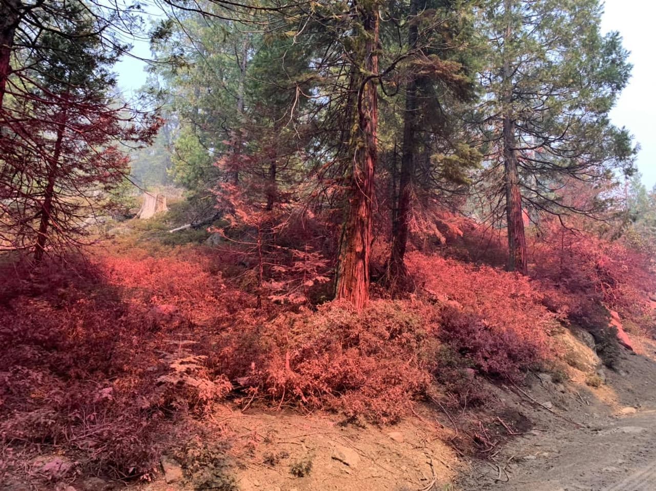 <b>El refuerzo de los marines permitirá que miembros del Servicio Forestal que </b>apoyan en el combate del incendio Creek, podrán ser revelados para que estos puedan descansar y/o ser destinados a otro incendio.