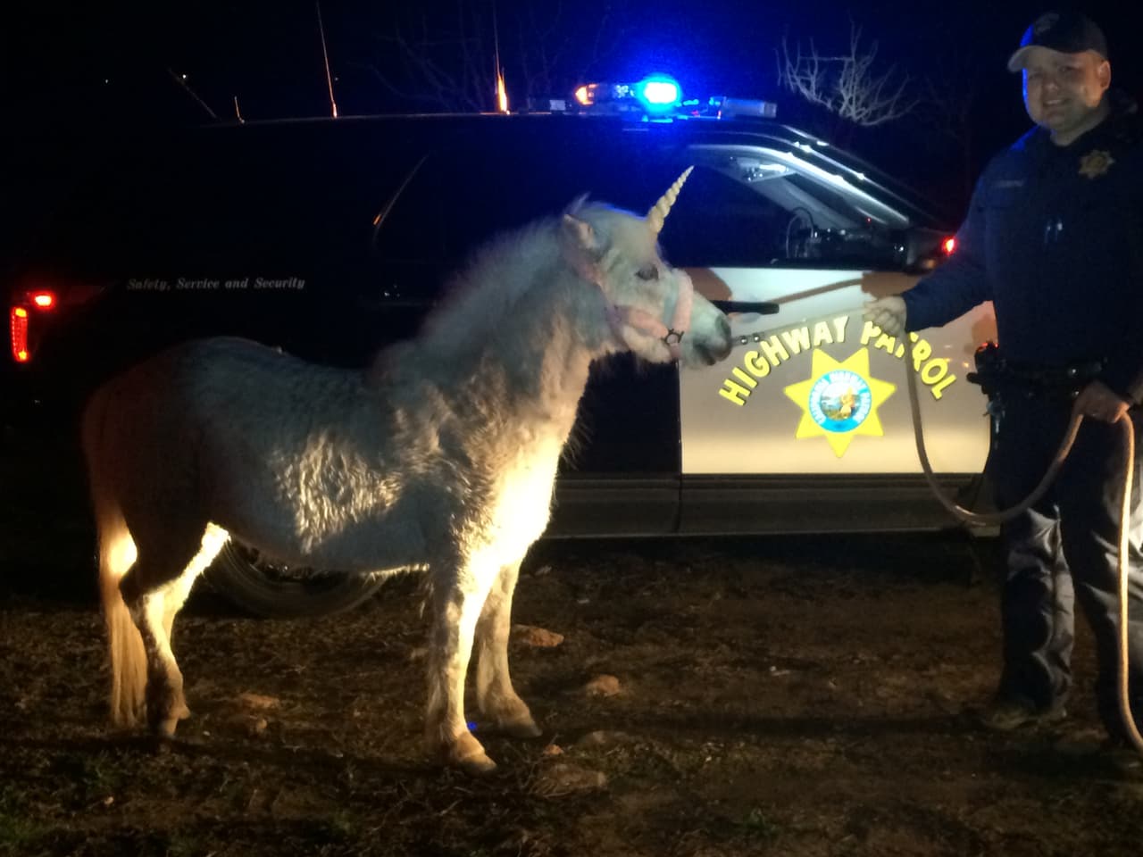 Un pony disfrazado de unicornio pone en jaque a la policía de California 